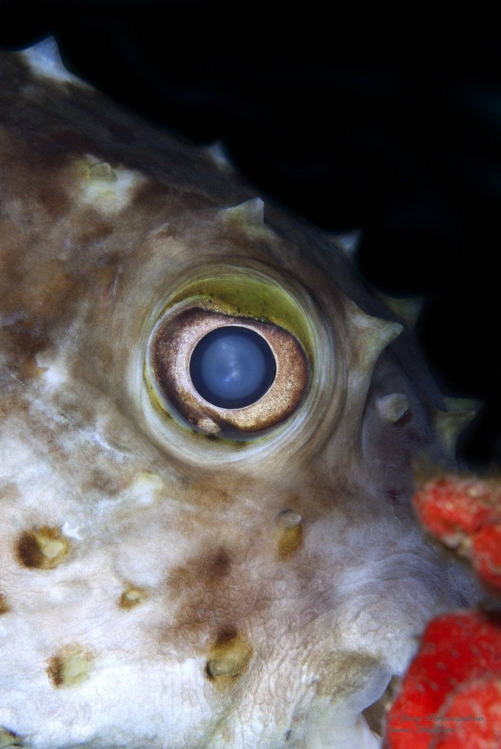 подводное фото подводный мир хургада египет жогло zhoglo красное море, Юрий Перевозников