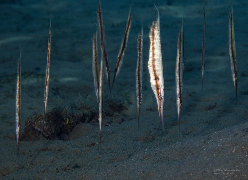 подводное фото подводный мир хургада египет жогло zhoglo красное море Вертикальные рыбкиphoto preview