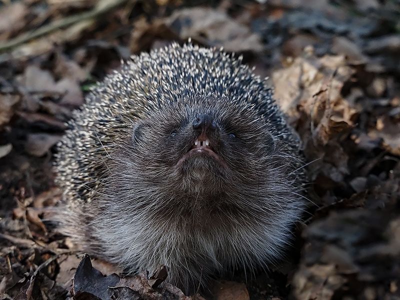 - я злой колючий страшный еж фото превью