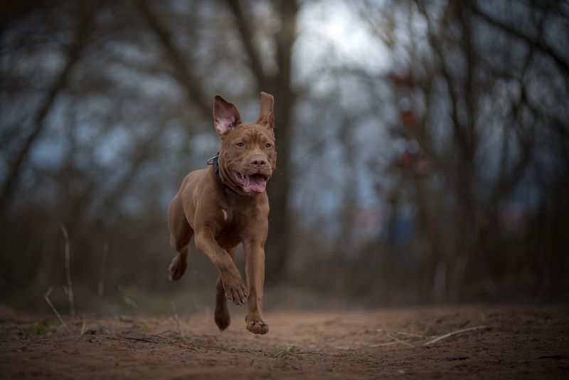 великий новгород, собаки, питбультерьер Ютаphoto preview