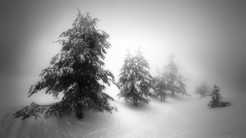крым, ай-петри, сосны, снег, метель, мороз, деревья, минимализм, ч/б, landscape, blizzard, trees, minimalism, b/w. Снежная сказка Ай-Петриphoto preview