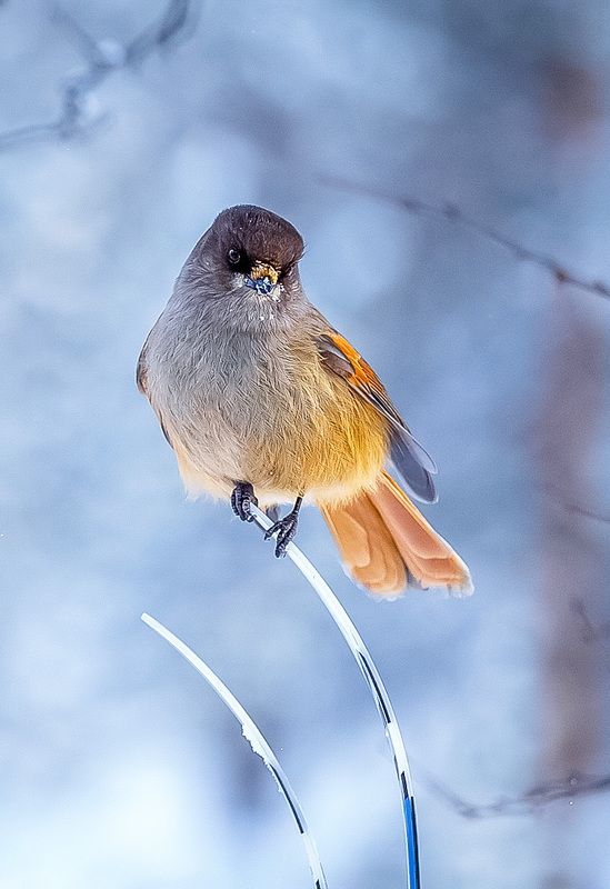 Кукша-лыжница!photo preview