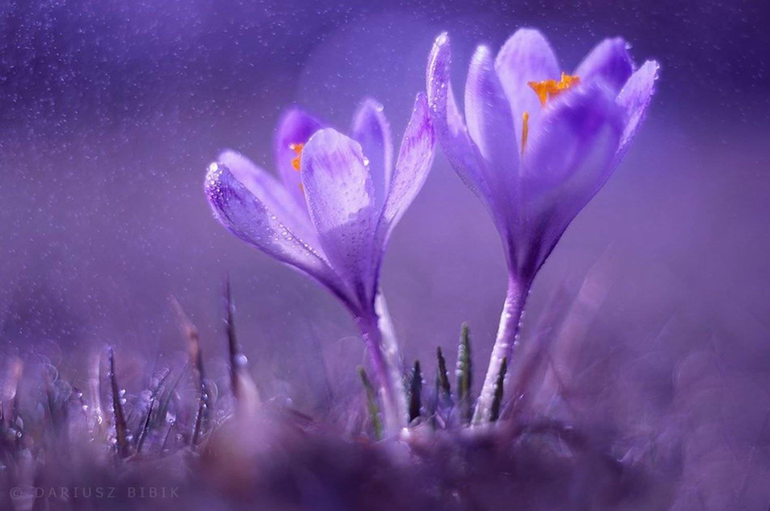 Автор: Dariusz Bibik , Dariusz Bibik