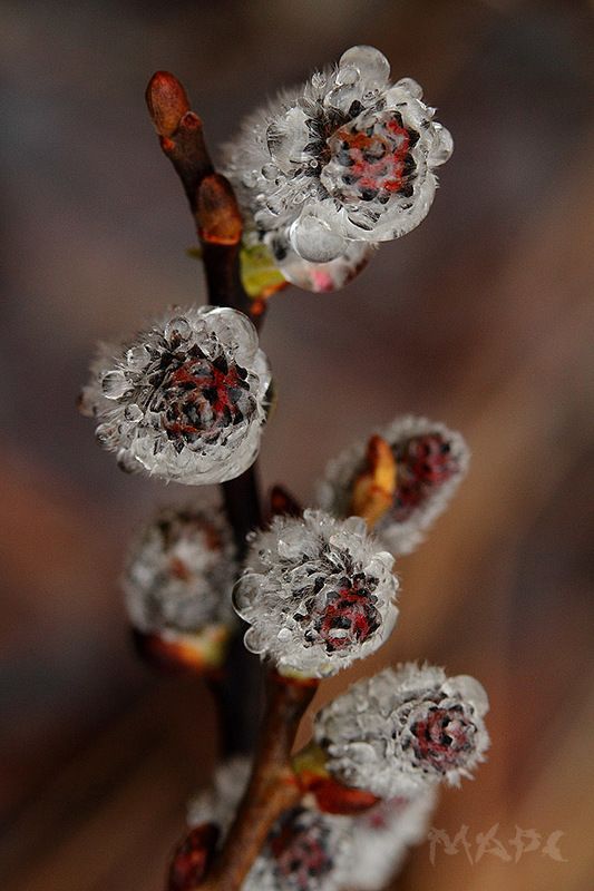 макро верба дождь весна апрель Верба под дождемphoto preview