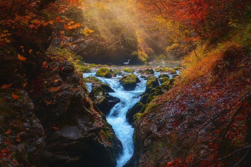 slovenia, landscape, autumn, grey, heron, forest, tree, creek, river  korita mostnicephoto preview