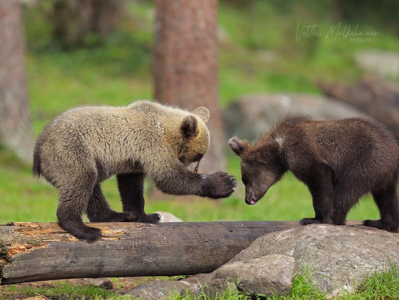 Привет, братан ... фото превью