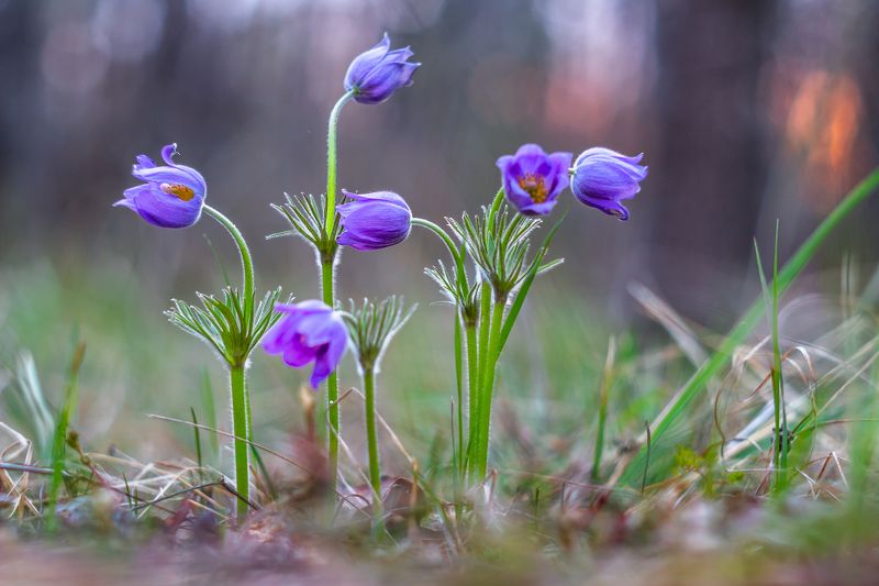 сон-трава, первоцвет, лес, заповедник, весна photo preview