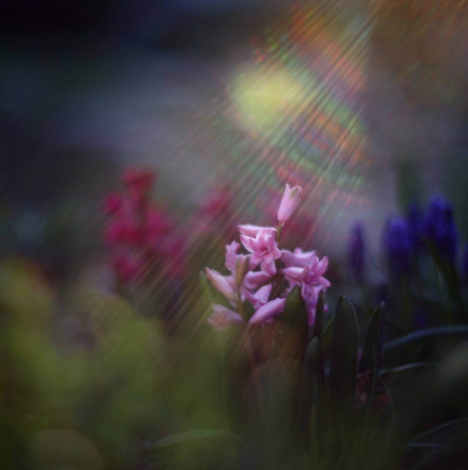 Автор: Петриченко Валерий вечер, апрель, весна, лучи, свет, цветы, Петриченко Валерий