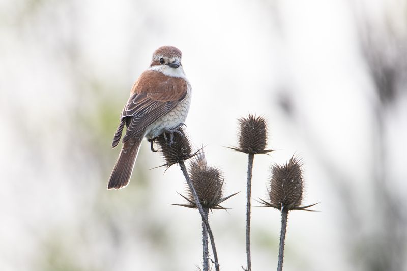 птицы, сорокопут Цветы любят всеphoto preview