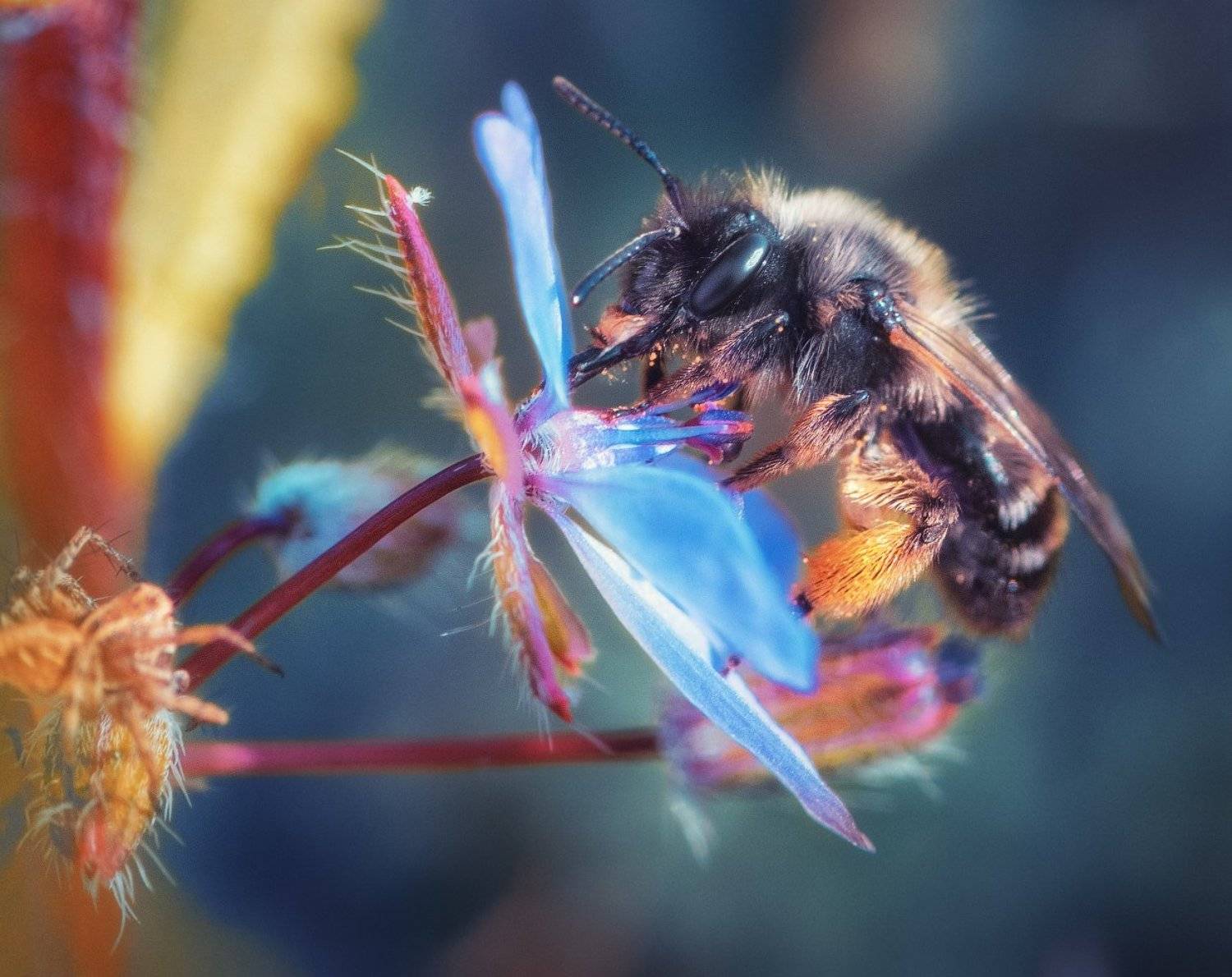 Автор: Алексей Агеев , Алексей Агеев