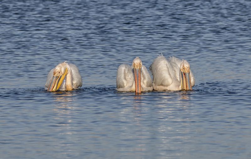 птица, пеликан, озеро, пеликаны розовые ..photo preview