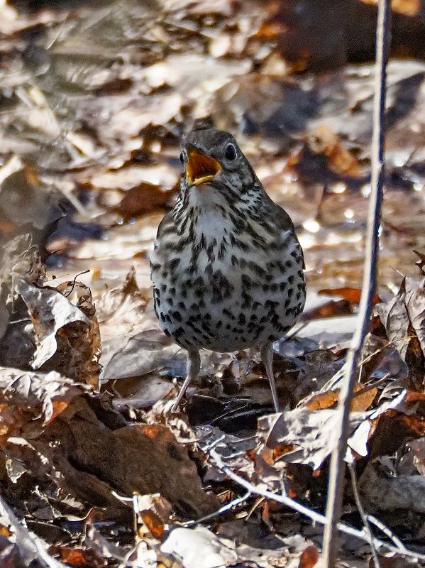 песенка  певчего-дроздаphoto preview