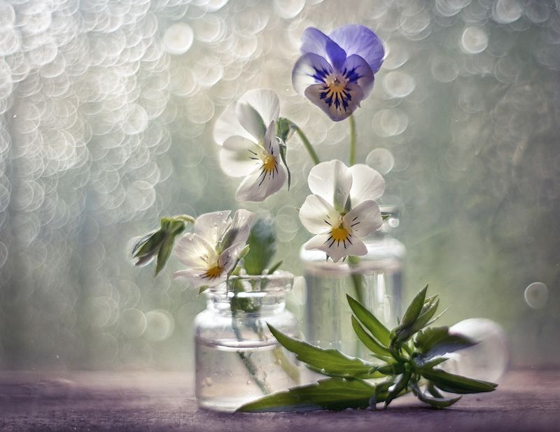 Pansiesphoto preview