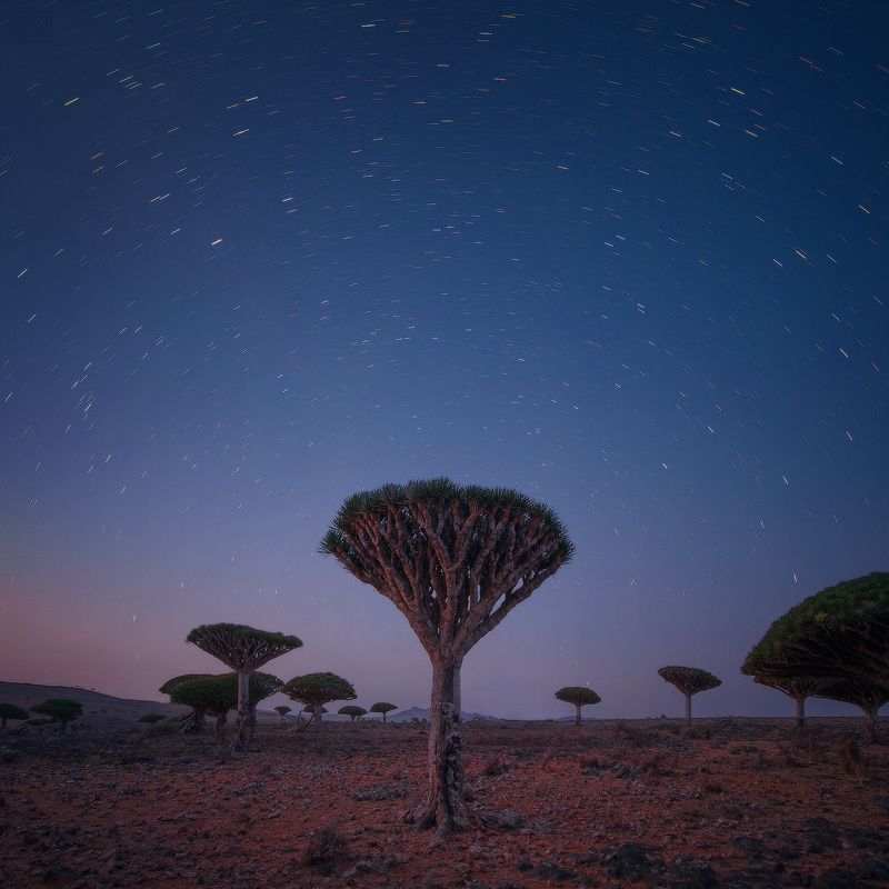 сокотра йемен socotra soqotra yemen драконово дерево вечер ночь dragontree Драконовы деревья Сокотрыphoto preview