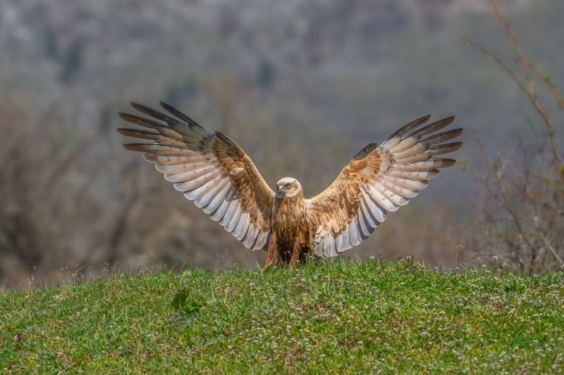 Western marsh harrier (Circus aeruginosus)...photo preview
