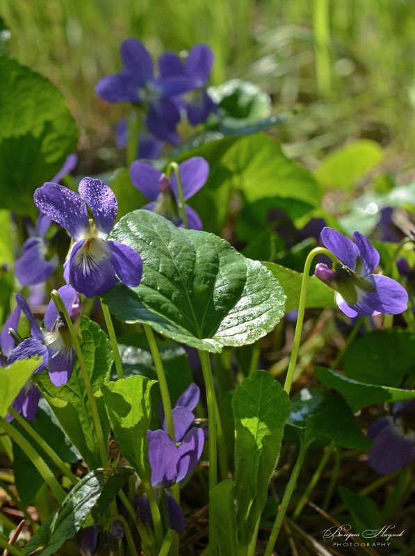 утро, лес, фиалка, роса, солнце Лесная фиалка фото превью