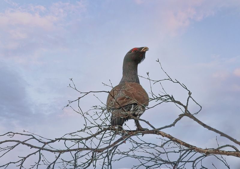 глухарь,птицы,коми,печора,снег,весна,природа,анималистика На рассветеphoto preview