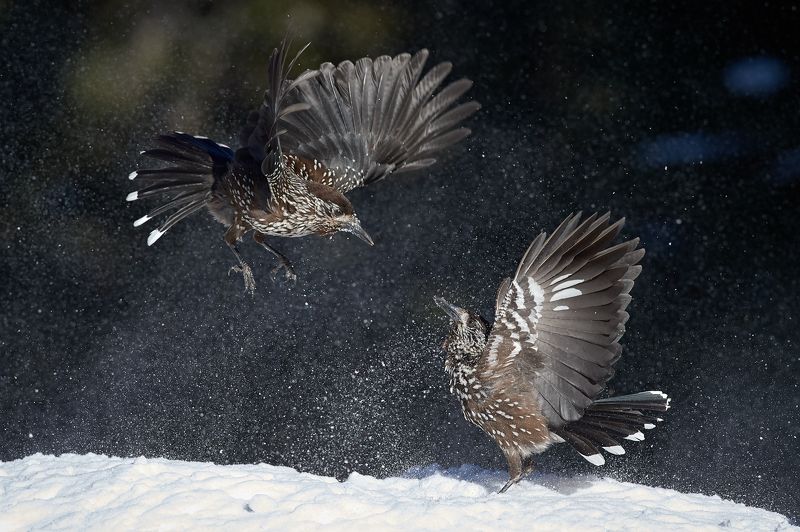 nature, wildlife, birds ***photo preview