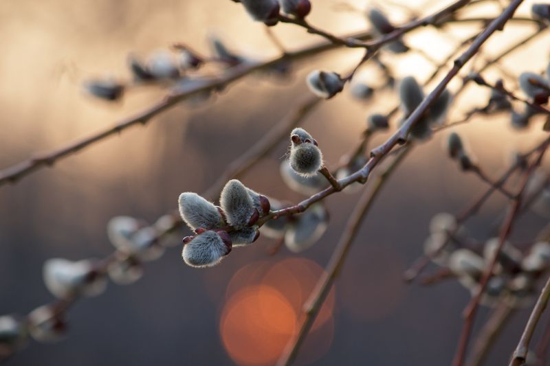 canon 55-250, beautiful, красивый, moment, момент, nature, природа, весенняя, spring, весна, branch, ветка, willow, верба, Пушистики :)photo preview