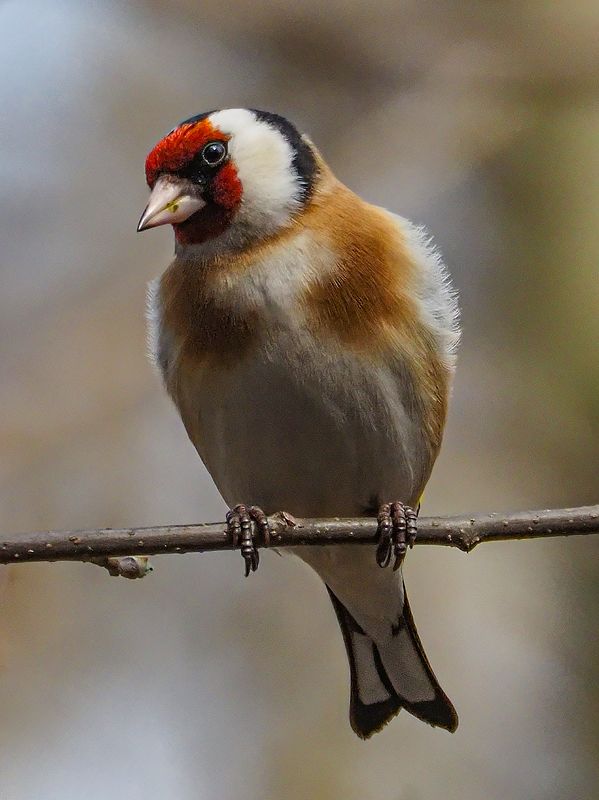 Что-то не поетсяphoto preview