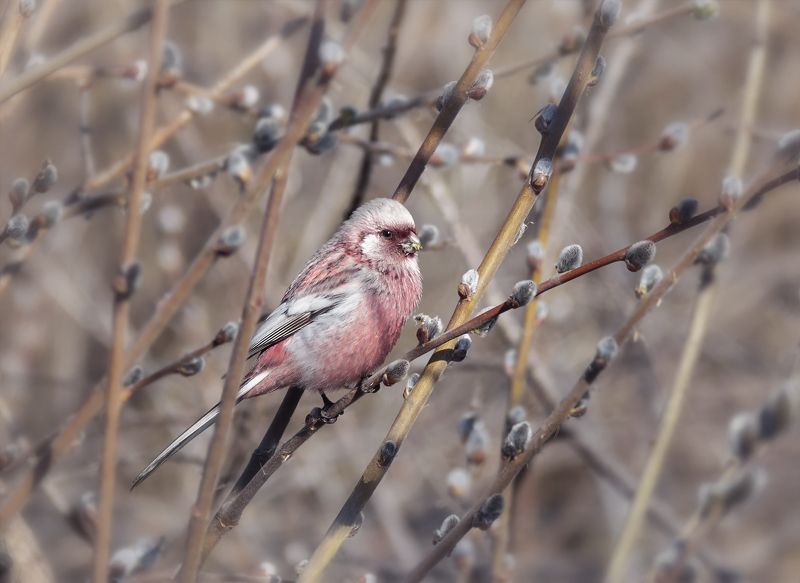 птица, урагус, ива, верба, самец, Урагус (самец). фото превью