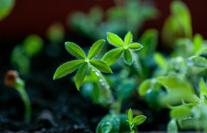 макро, природа, весна, цветы, люпины, macro, spring, flowers Люпиныphoto preview