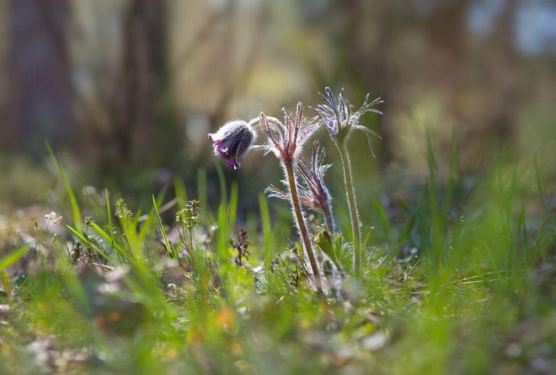 сон-трава Средь мусора и праздной суеты фото превью