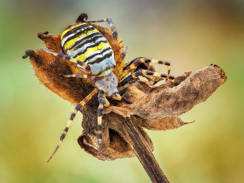 irass, waledzik, nat geo, olympus, close up, macro, extreme macro, макро Argiope bruennichi.photo preview