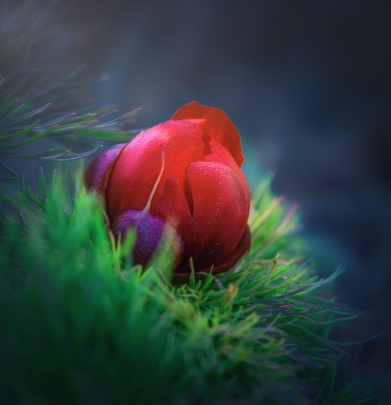 Пионphoto preview