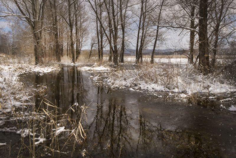 весна, сибирь, половодье, лес Сибирская Весна ...photo preview