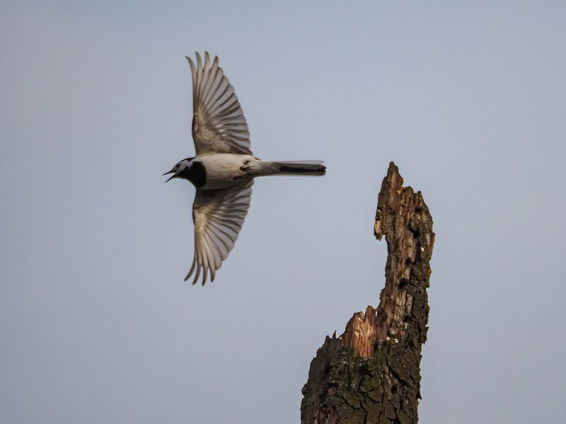 полет трясогузкиphoto preview