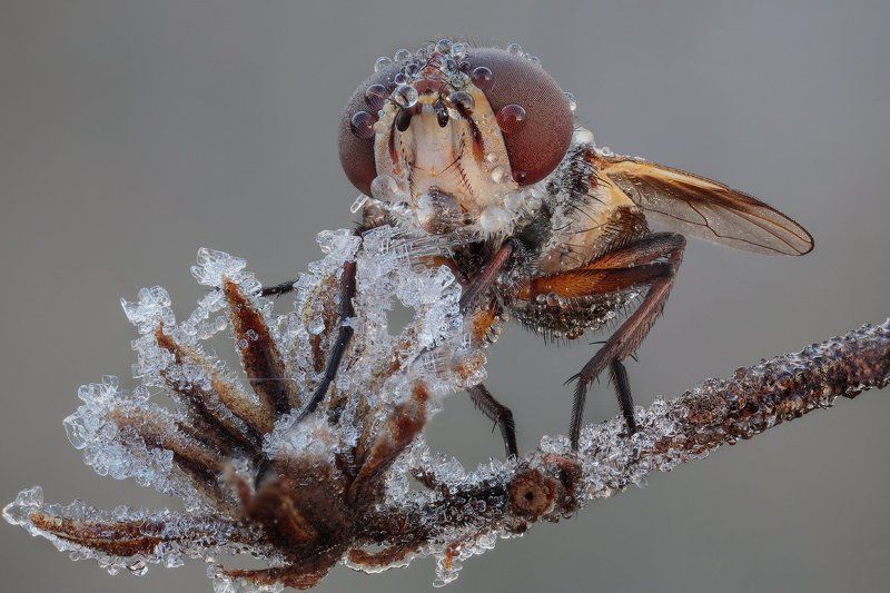 Морозное осеннее утроphoto preview