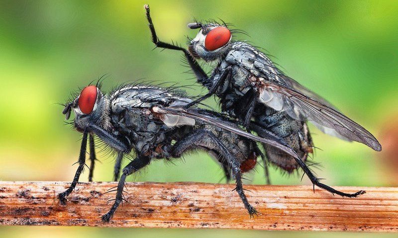 Fllying sexphoto preview