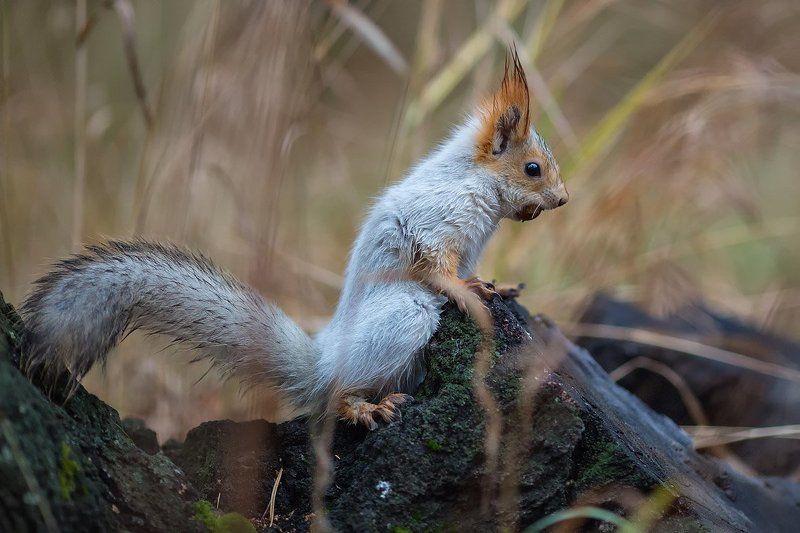 Ледниковый периодphoto preview