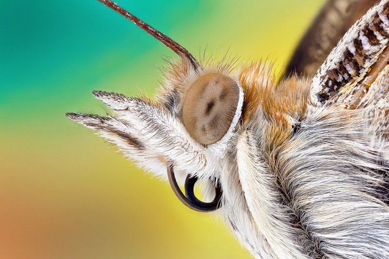 Butterfly Headphoto preview