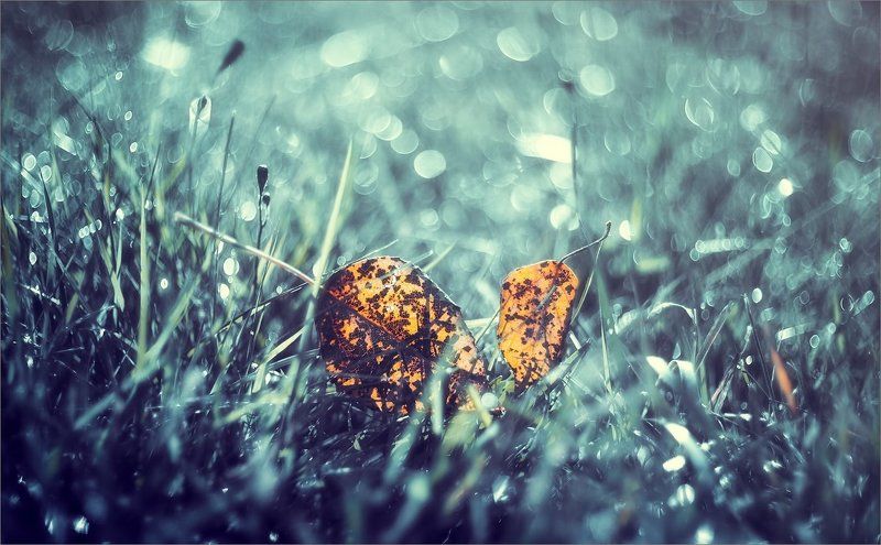 Опавшиеphoto preview