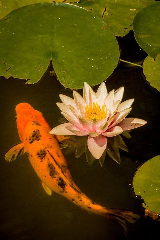 #аля японские зарисовкиphoto preview