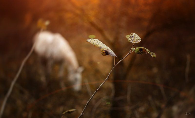 в осенних красках фото превью