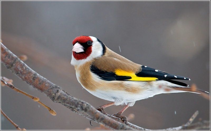 Птицы, Щегол Его величество - Щёголь.photo preview
