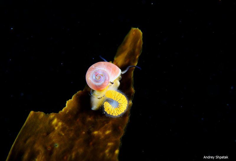 Бухта Рудная. Маленькая ракушка и икра.photo preview