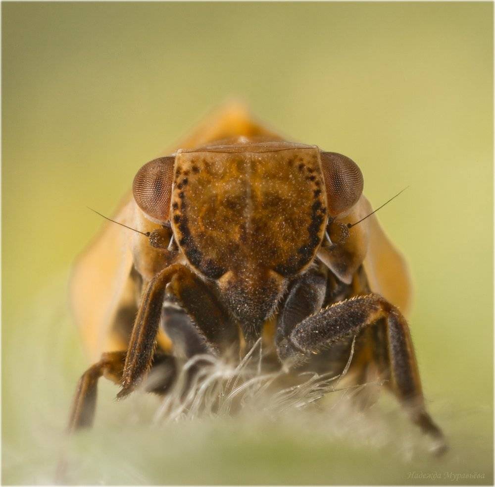 Agalmatium flavescens, Цикадка, Надежда Муравьёва