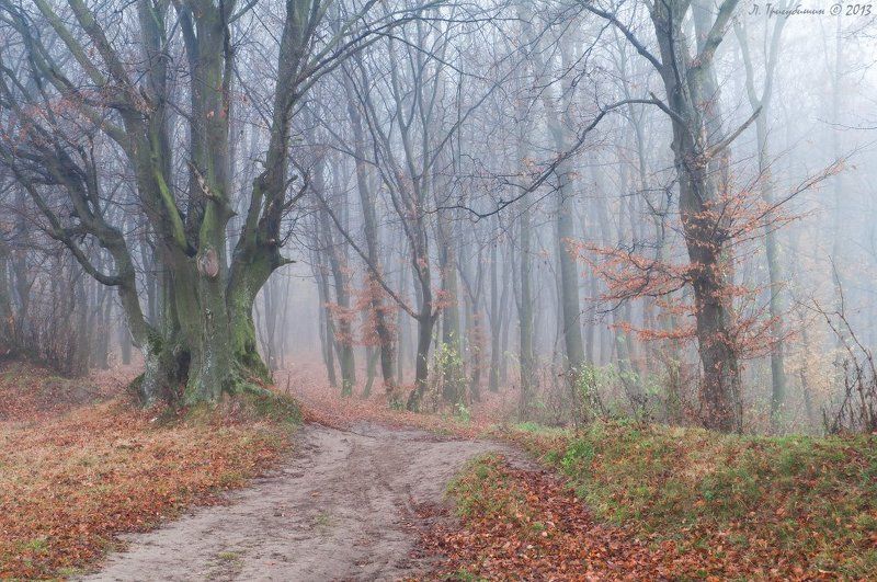 Стражи лесаphoto preview