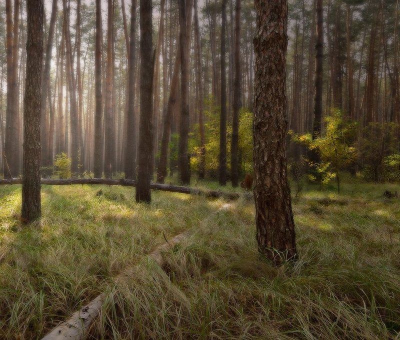 утро, лес, бор Нежное утроphoto preview