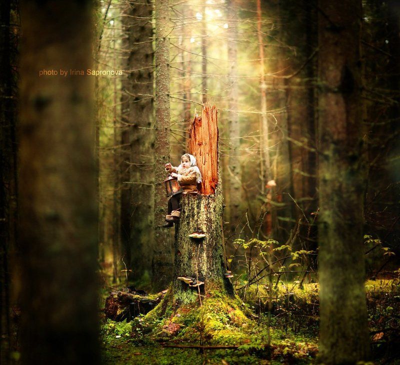 в лесуphoto preview