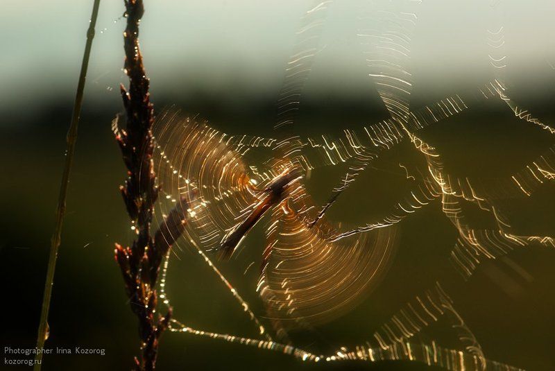 Светописьphoto preview