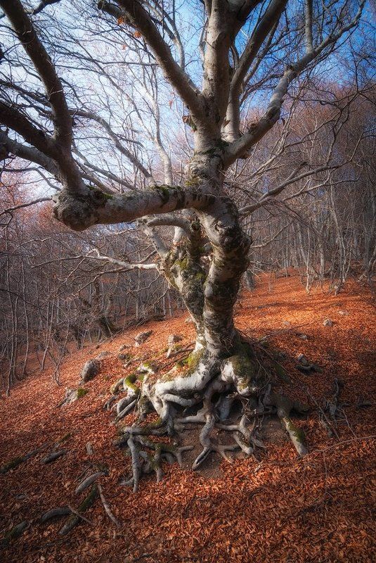 крым, демерджи Таинственный лес Демерджиphoto preview