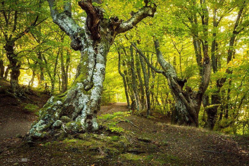В Буковом Лесуphoto preview
