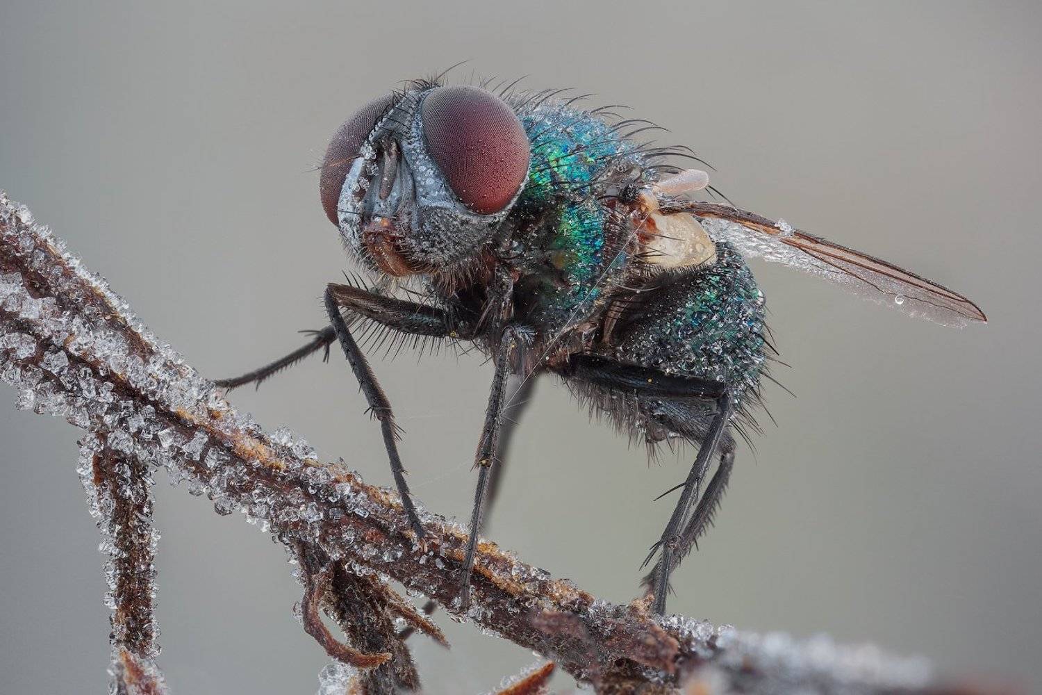Осенняя муха. Автор: Вадим Ходаковский , Вадим Ходаковский