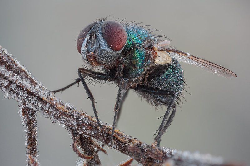 Осенняя мухаphoto preview