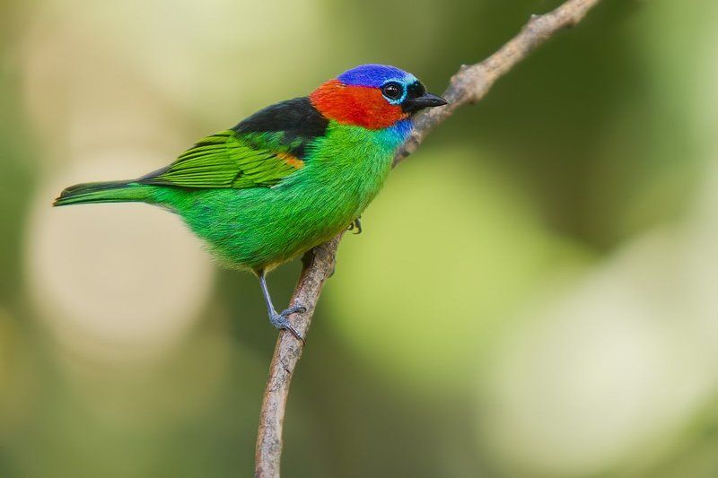 Бразилия, Птицы, Синешапочная танагра, Танагровые Франтphoto preview